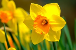 Cornwall Bereavement Day