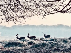 Richmond Park and Sidmouth Wood Circular Walk