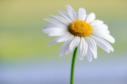 Online Support Group for Parents Bereaved of a Child with Complex Needs or Disabilities