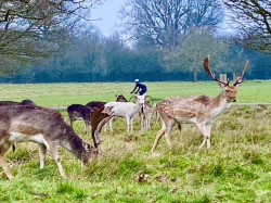 Richmond Park and Sidmouth Wood Circular Walk