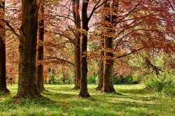 Sheringham Park, North Norfolk Walk