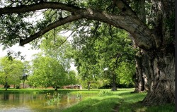 Maidenhead Walk