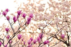Online Support Group for Parents Bereaved by Long Term Illness or Cancer
