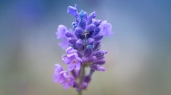Online Support Group for Parents Bereaved of their only Child or all their Children