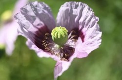 Online Support Group for Parents Bereaved of an Older Adult Child (35+)