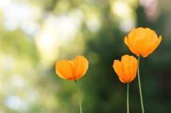 Online Support Group for Parents Bereaved of a Pre-teen or a Teenager (aged 10-19) to Suicide