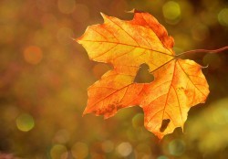 Online Support Group for Bereaved Parents in East & West Sussex