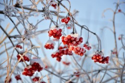 Winter Wander