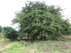 Hethel, South Norfolk Walk
